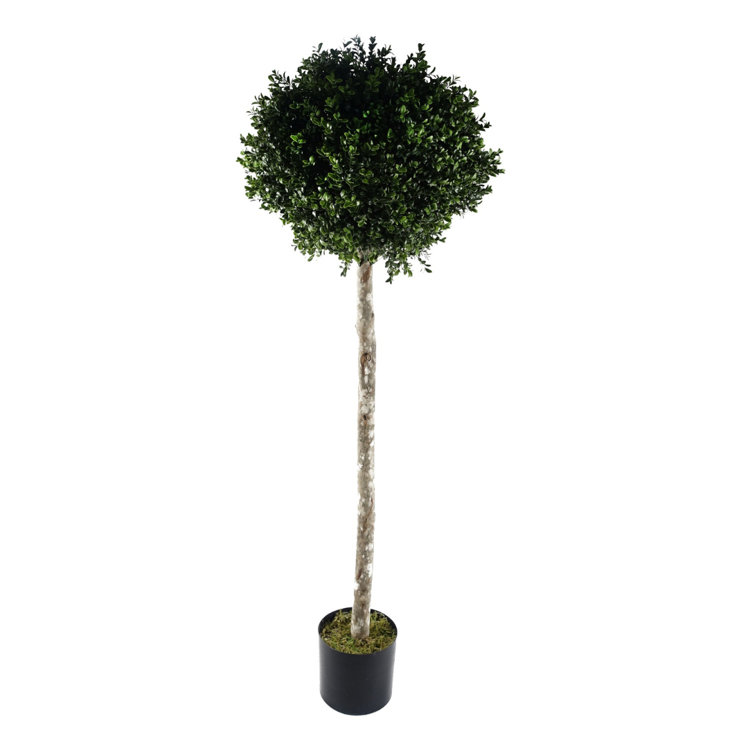 Outdoor Buxus Topiary Tree