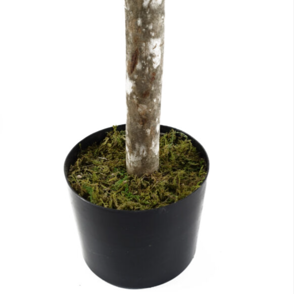 Outdoor Buxus Topiary Tree