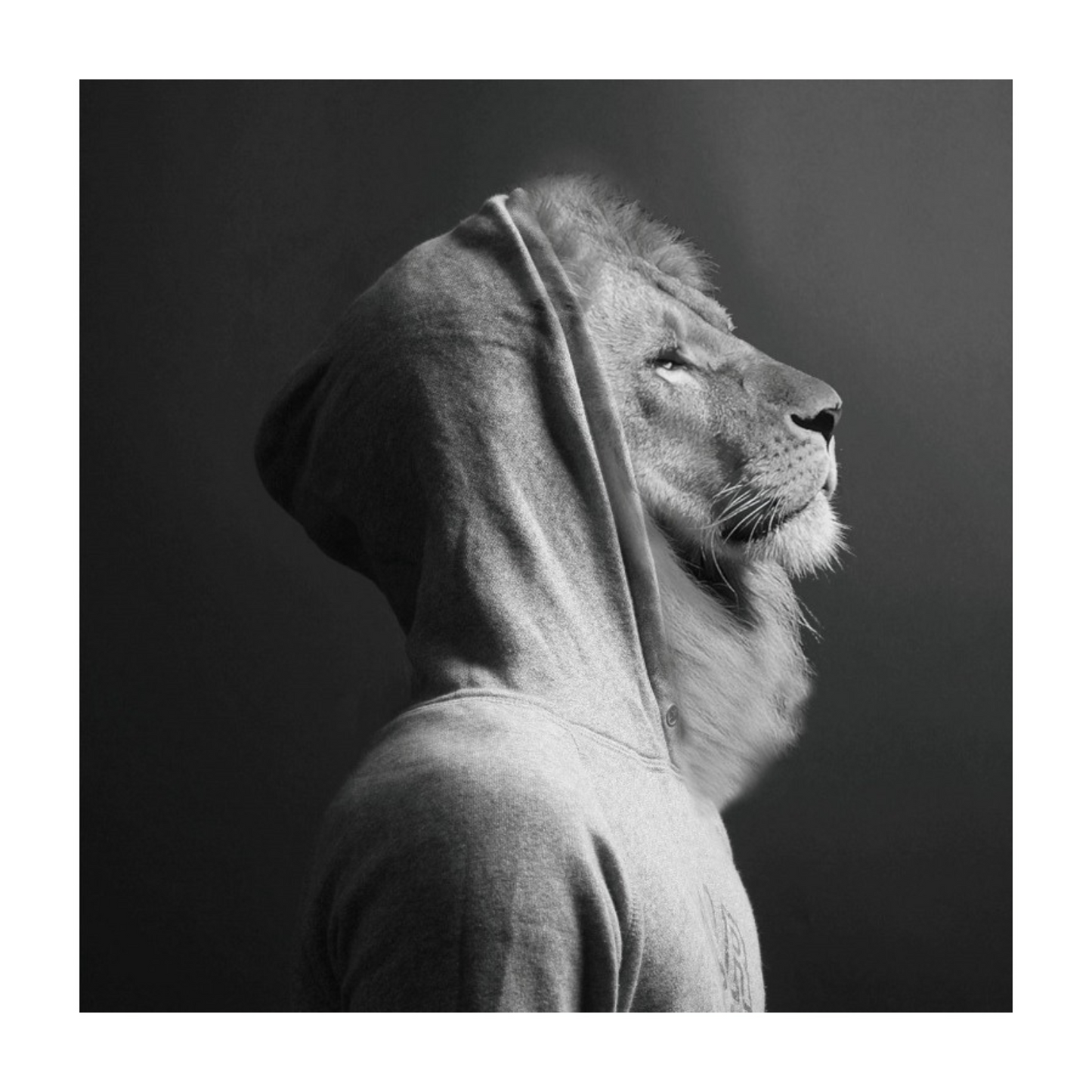 Square wall art measuring 30cm by 30cm, featuring a black and white realistic portrait of a lion wearing a hoodie, set against a grey background. The lion's bold lines and vivid colours create a striking contrast, making this tempered glass print a standout piece for modern or eclectic interiors.