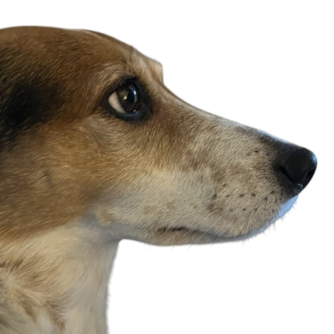 Winnie The Jack Russell