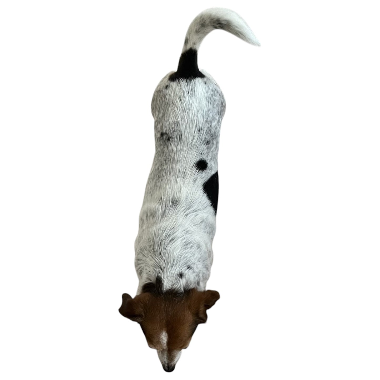 Winnie The Jack Russell