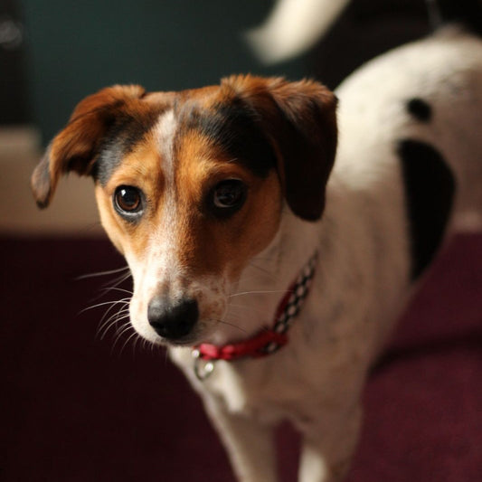 Winnie The Jack Russell