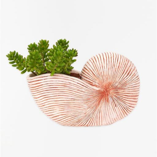 Terracotta Sea Shell Planter